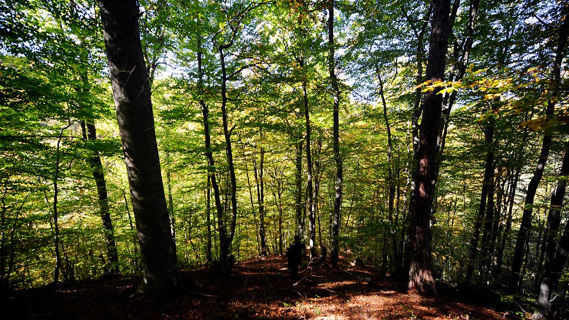 Die lokale Bevökkerung hat ein größeres Interesse daran, einen Wald zu erhalten - deswegen nutzt sie ihn nachhaltiger als z.B. die Regierung.