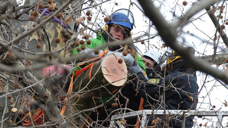 Die Holzfäller haben viel zu tun.