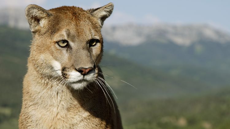 Puma.jpg