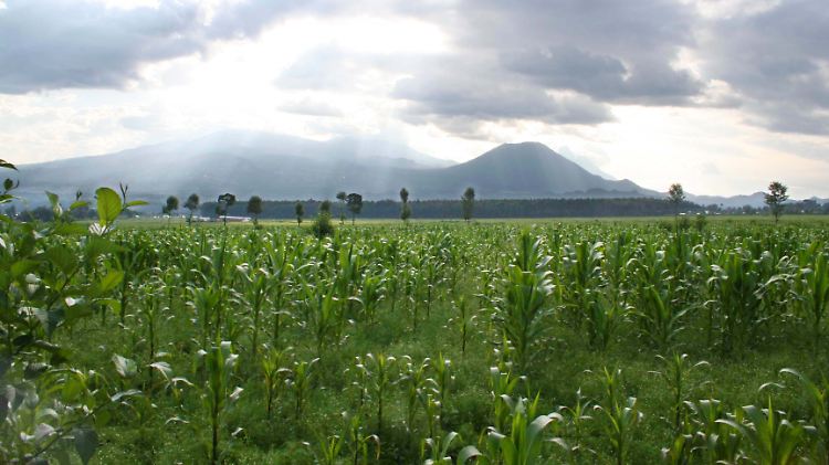 Naturschauspiel: Morgens brechen am Horizont die Vulkane des Virunga-Nationalparks durch den Nebel.