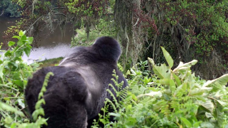 Nicht besonders interessiert: Die acht besuchten Gorillagruppen sind mittlerweile an Menschen gewöhnt.