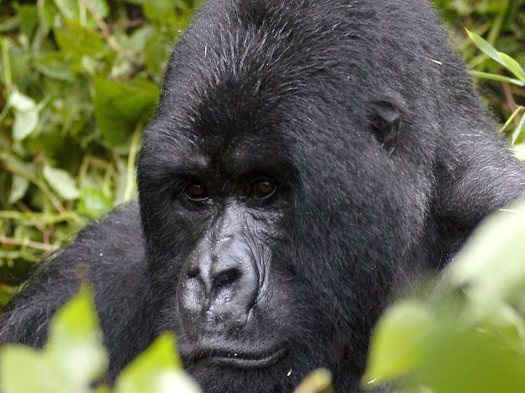 Im ehemals umkämpften Grenzgebiet rund um die Virunga-Vulkane leben die letzten Berggorillas