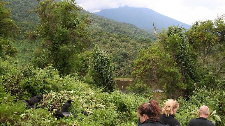 Bis zu fünf Meter lassen die Ranger Besuchergruppen bei einer Führung an die Gorillas heran.