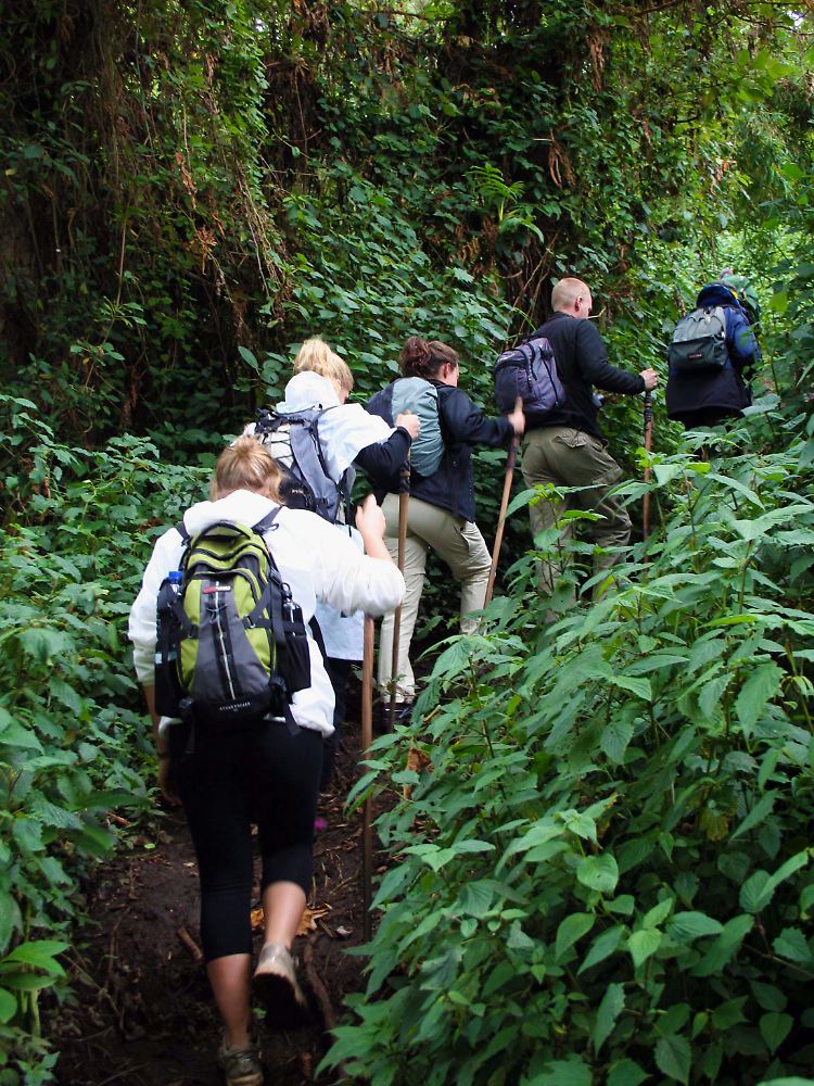 Die Gorillas in Ruanda leben auf einer Höhe um die 2500 Meter, untrainierten Wanderern kann beim Aufstieg schnell die Luft ausgehen.
