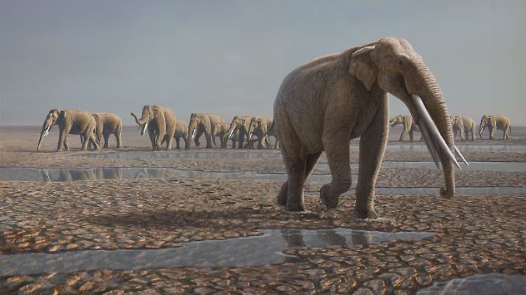 Künstlerische Rekonstruktion der sogenannten "Mleisa 1"-Herde prähistorischer Elefanten.