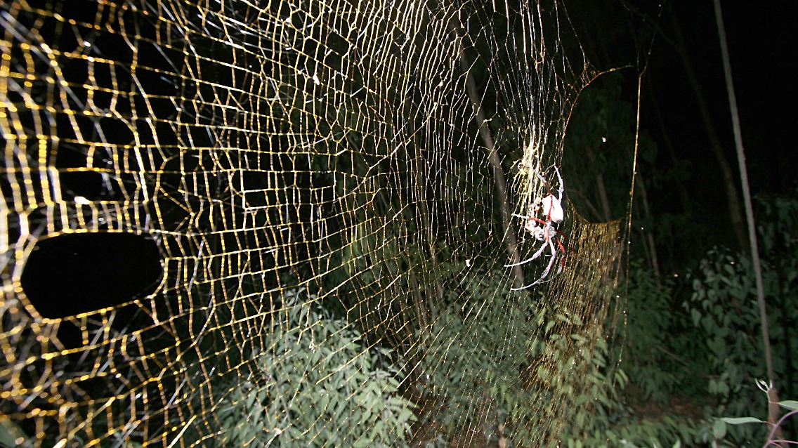Eine Spinne Nephila inaurata hängt auf der Insel Rodriguez im Indischen Ozean in einem riesigen Netz. Diese Spinne ist eine eng verwandte Art der bislang größten Radnetz-Spinne der Welt