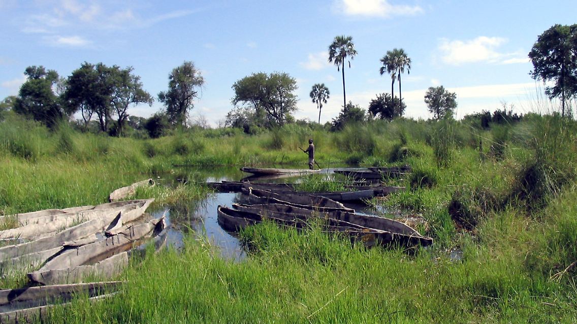 An einer Mokoro-Sammelstelle liegen zahlreiche Einbaum-Boote, mit denen sich die flachen und teilweise sehr schmalen Wasserwege im Delta befahren lassen.
