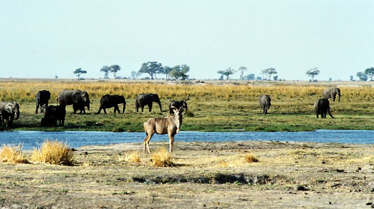 Ein Blick auf die Riesen Afrikas - eine Herde Elefanten labt sich am saftigen Gras im Okavango-Delta.