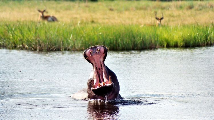 Bald per Street View? Faszinierende Tierwelt im Okavango-Delta.