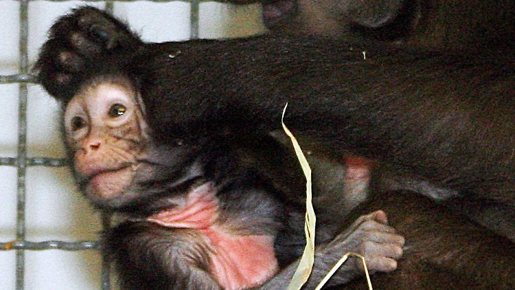 Ein Blutbrustpavian-Weibchen mit ihrem Jungen.