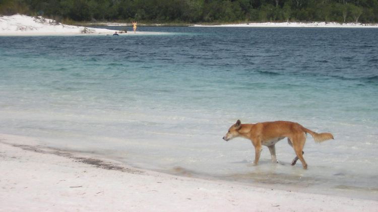 Erst im vergangenen Jahr hatten Dingos eine Dreijährige auf Fraser Island in Queensland angefallen.