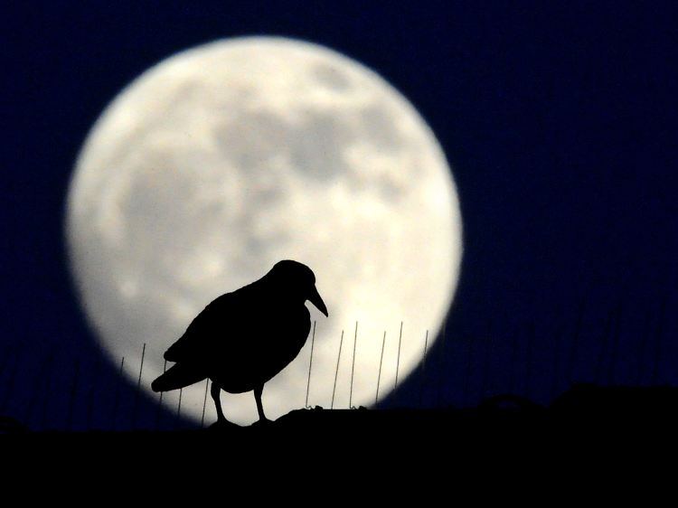 Schlafwandler scheinen vom Licht angezogen zu werden - auch von dem des Vollmondes.