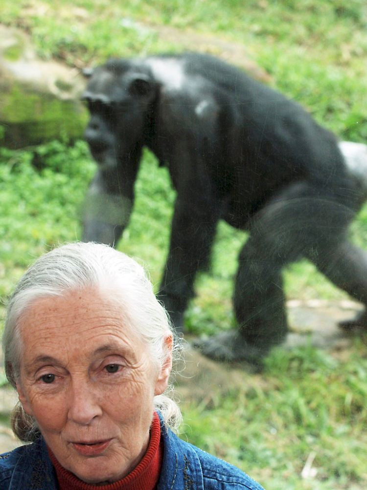Die britische Forscherin Jane Goodall übernimmt die Schirmherrschaft über den neuen Forschungszweig in Münster (Archivfoto, mit einem Schimpansen im Taronga Zoo von Sydney)