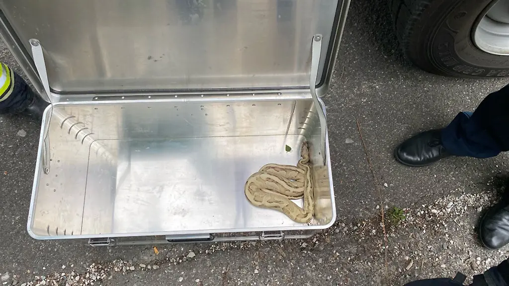 Eine-exotische-Schlange-sorgt-in-der-Gemeinde-am-Staffelsee-fuer-Aufregung-und-einen-Einsatz-von-Polizei-und-Feuerwehr