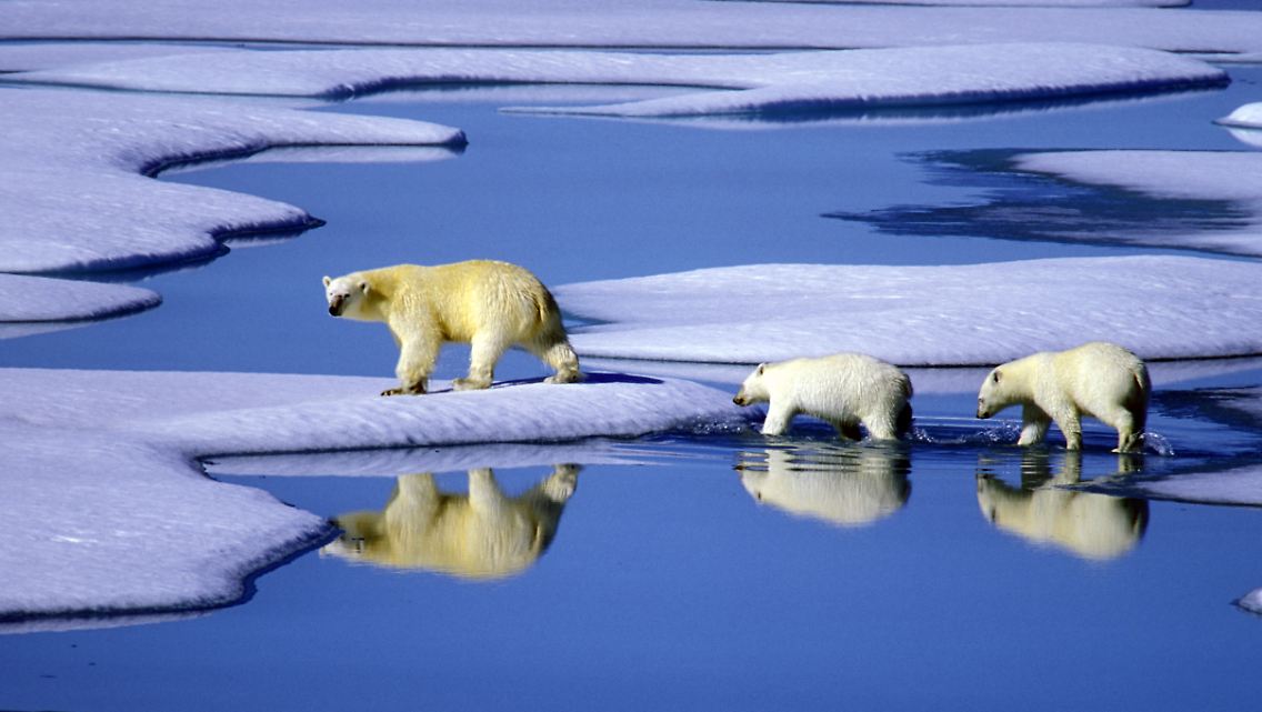 Die Eisschmelze in der Arktis ist schon seit vielen Jahren ein alarmierendes Thema.
