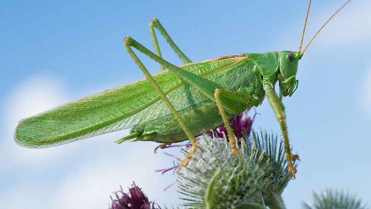 Der Klangumfang von Heuschrecken ist heute um einiges größer als vor 165 Millionen Jahren.