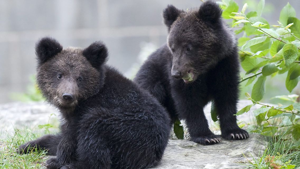 Die beiden kleinen Bären Mascha und Mischa, die bald noch hinzukommen, sind ein Geschenk des russischen Präsidenten Medwedew.