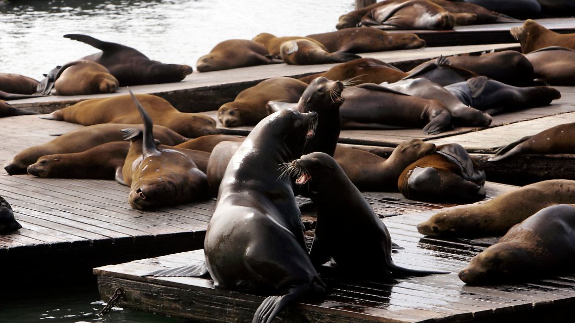 Das Seelöwen-Gedrängel an Pier 39 ...