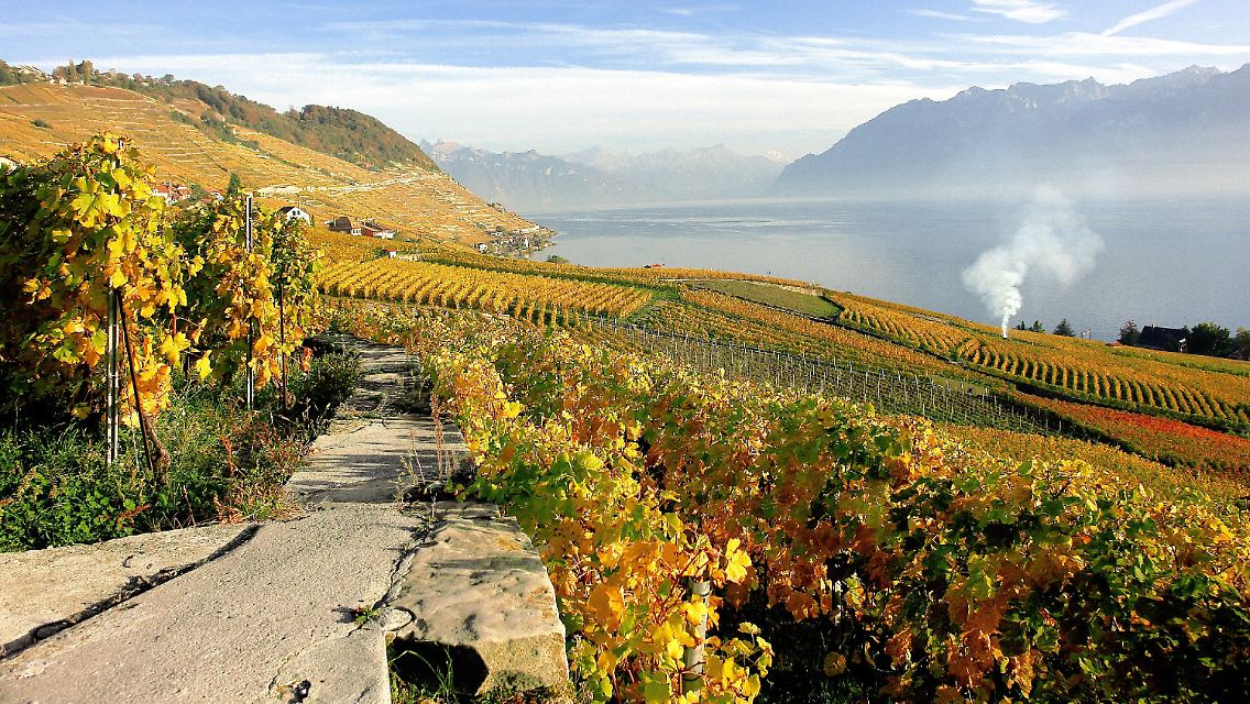 Herbstbunt: die Weinberge des UNESCO-Welterbes Lavaux am Genfer See.