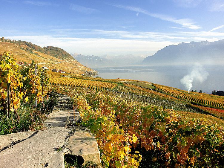 Herbst-Idyll: Weinlandschaft Lavaux am Genfer See, seit 2007 UNESCO-prämiert.