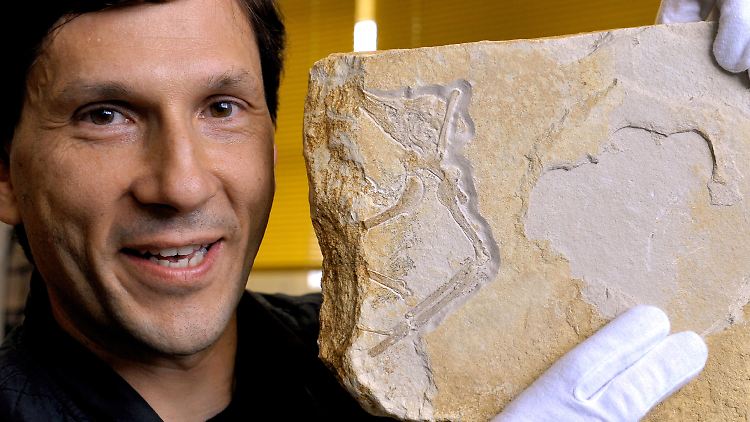 Geologe und Fossilienhändler Raimund Albersdörfer zeigt im Paläontologischen Museum in München das 150 Millionen Jahre alte Archaeopteryx-Original, das bisher als verschollen galt.