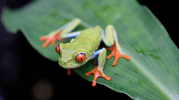 Der Klimawandel beeinträchtigt zahlreiche Froscharten.