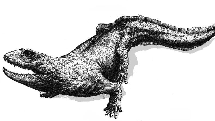 Zwischen einem und zwei Metern lang schätzen Wissenschaftler die Größe eines amphibischen Tieres, dessen ungefähr 360 Millionen Jahre alten Fossilien jetzt gefunden wurden.