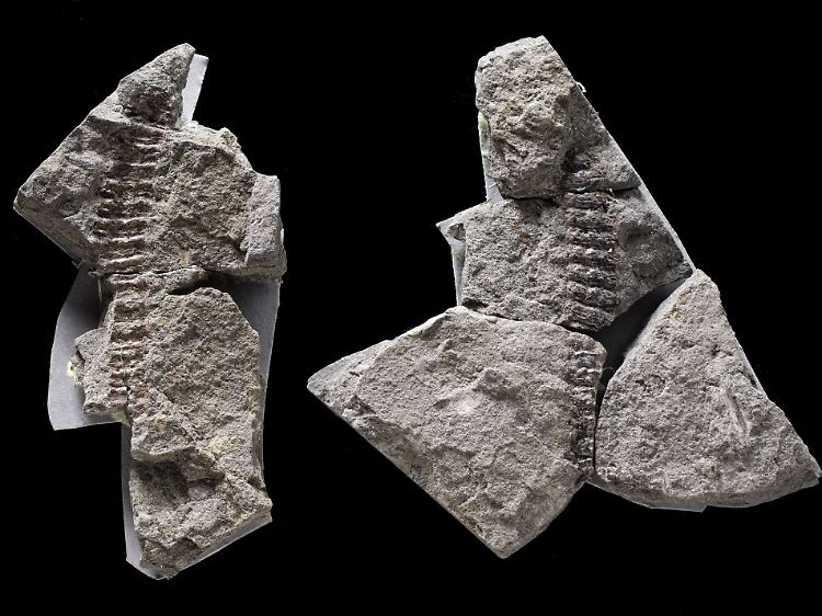 Die fossilen Überreste eines amphibischen Tieres haben in Steinen die vergangenen 360 Millionen Jahre überdauert.