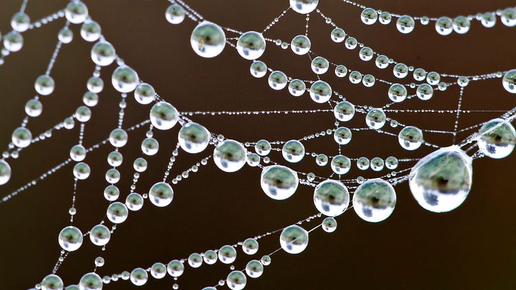 Spinnenfäden sind elastisch und reißfest.