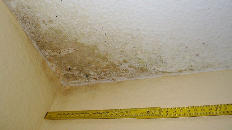 Großflächiger Schimmel ist ein Fall für Fachleute. Bei weniger als 50 Zentimeter Durchmesser kann man ihm oft auch selbst zu Leibe rücken.