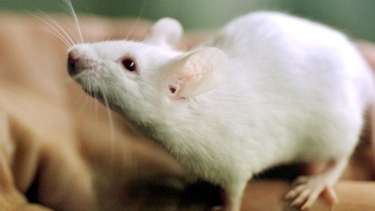 In Vierbeinern wie diesem stecken Antikörper, die das Alzheimer-Protein Beta Amyloid neutralisieren.