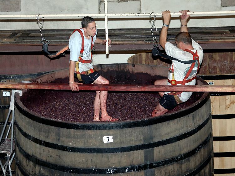 ... "Weintreten" im Weingut Louis La Tour in Aloix Cordon bei Beaune.