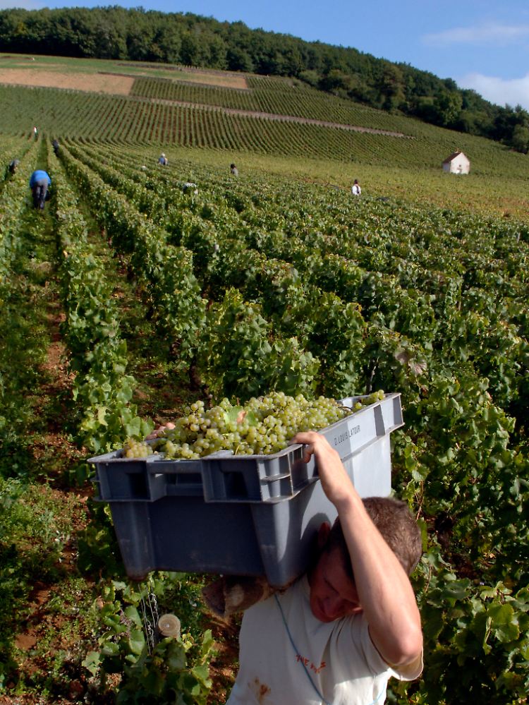 Weinlese und ...