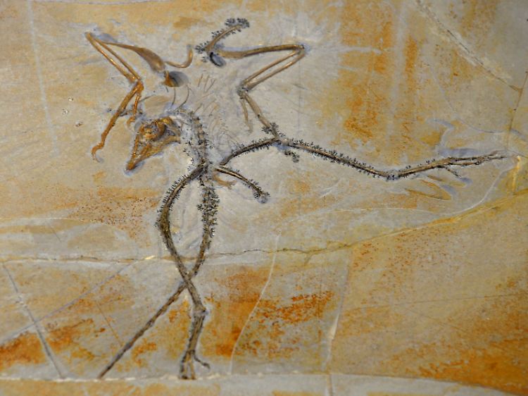 Ein Archaeopteryx-Fossil.