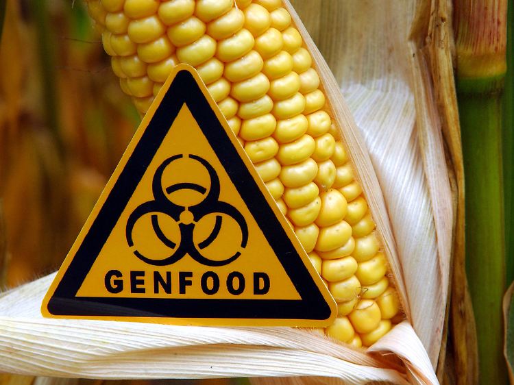 Genmais: Wir essen ihn offenbar nicht mit, wenn wir das Fleisch von Tieren verspeisen, die damit gefüttert wurden.