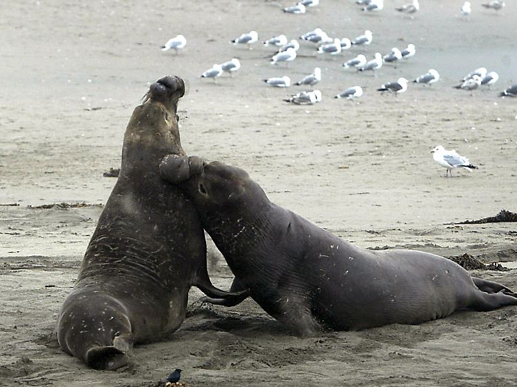 Bei ihrer Reise durch den Pazifik gehen die See-Elefanten nicht an Land.