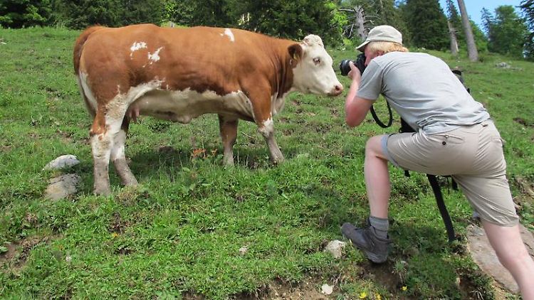 Wälder, Wiesen und Kühe: Wandern ist beliebt. Vielen Natururlaubern sind aber nicht nur schöne Motive wichtig, sondern auch Nachhaltigkeit beim Reisen. 