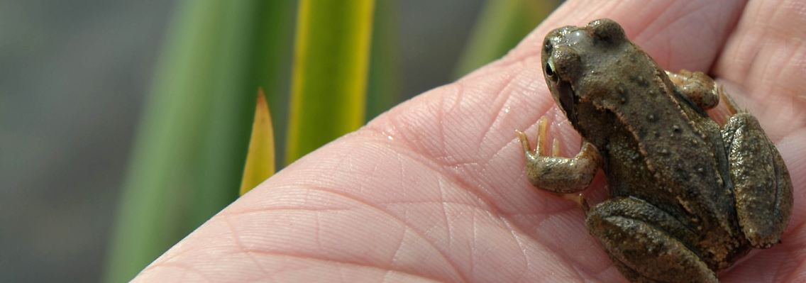 Ein Wasserfrosch an einem Teich in der Naturschutzstation Dümmer in Hüde.