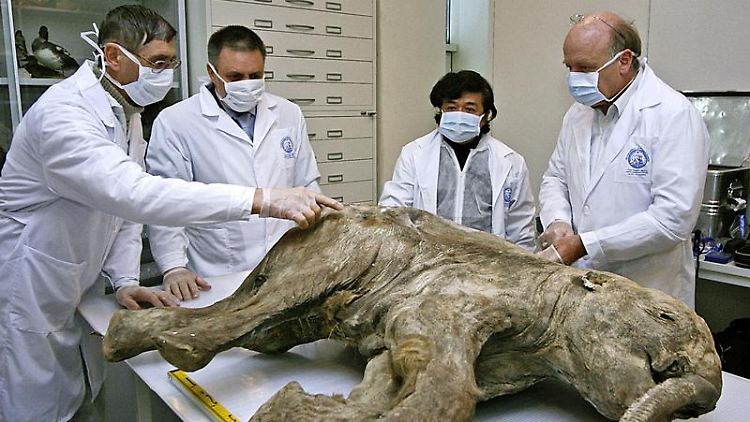 Wissenschaftler untersuchen im russischen Salechard (Jakutien) die Überreste des Mammut-Babys Ljuba. (Bild von 2007)
