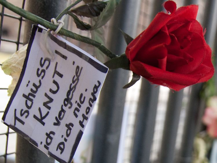 Riesig war die Trauer bei den Knut-Fans, als das inzwischen gar nicht mehr so niedliche Raubtier mit vier Jahren plötzlich starb.
