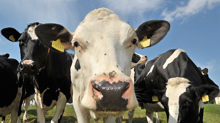 Die Landwirtschaft - insbesondere die Rinderzucht - gilt als großer Methangas-Verursacher.