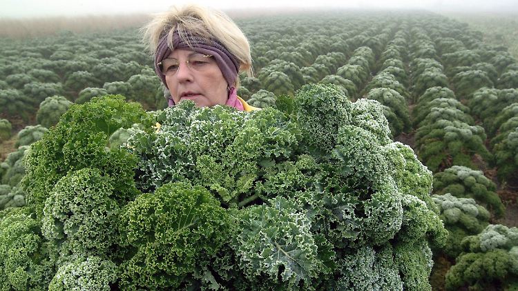 Neben Grünkohl sind Spinat, Salat, Kartoffeln, Eier und Nüsse reich an Folsäure.