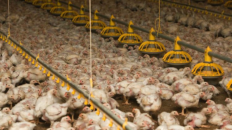 In den großen Mastanlagen Niedersachsens werden besonders viele Antibiotika verabreicht.