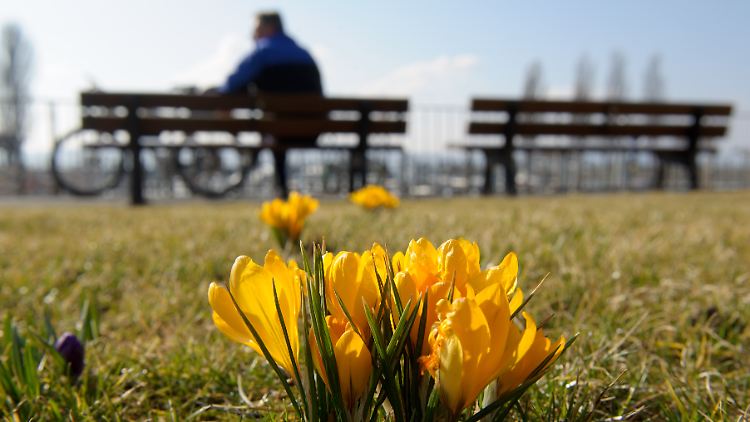 Auf noch kahlen Wiesen künden Krokusse vom nahenden Frühling.