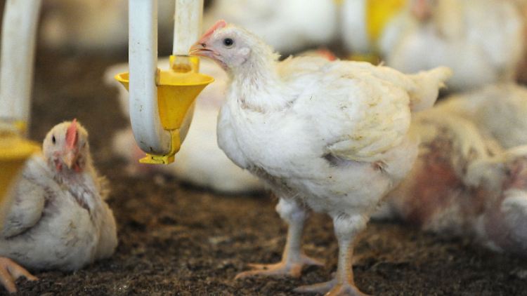 Masthähnchen bekommen zehnmal in 39 Tagen Antibiotika verabreicht.