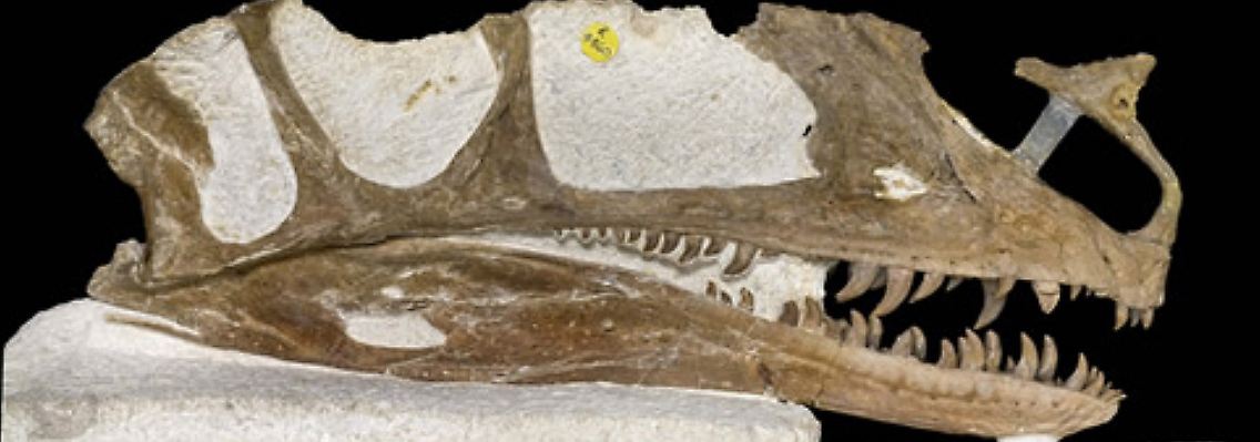 Die Abbildung zeigt das rund 165 Millionen Jahre alte Fossil des Proceratorsaurus.