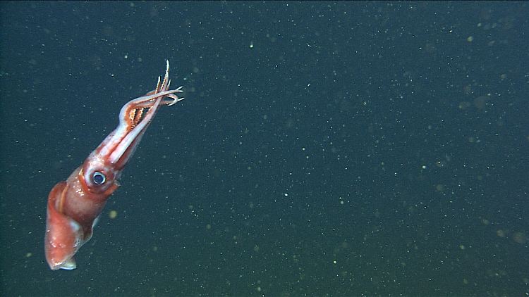 Ein weiblicher Octopoteuthis deletron in 851 Metern Tiefe im Monterey-Canyon.