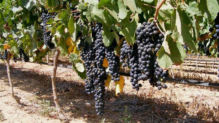 Groot Constantia liegt unweit vom Kap der Stürme. Trotzdem weht dort oft nur ein laues Lüftchen durch die knorrigen Eichen, die die Weinberge säumen.