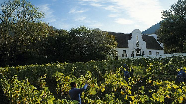 Die Weinberge gehören längst zu Kapstadts Sehenswürdigkeiten - eingerahmt in ein Tal am südlichen Hang des Tafelbergs wirkt Groot Constantia, das älteste Weingut Südafrikas, wie ein ländliches Idyll.