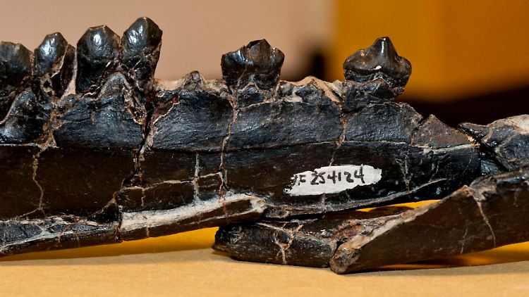 Fossiler Unterkiefer des entdeckten Aguascalietia panamaensis.